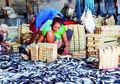 Harga Ikan Turun Berkat Penanganan Illegal Fishing oleh Menteri Susi?