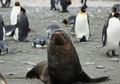 Di Antartika, Anjing Laut Berhubungan Seksual dengan Penguin