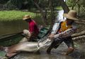 Beginilah Wujud Ikan Air Tawar Terbesar di Dunia dari Amazon