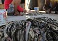 Di Desa Ini, Ribuan Ular Meregang Nyawa Hanya untuk Diambil Kulitnya