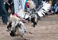 Ternyata, Judi Sabung Ayam Juga Ada di Amerika