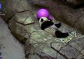 Cup Bao Bao, Bayi Panda Hasil Inseminasi Buatan