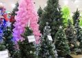 Mengapa Harus Cemara yang Jadi Pohon Natal?