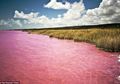 Uniknya Danau Burlinskoye di Rusia yang Berubah Warna Menjadi Merah Muda Setiap Bulan Agustus