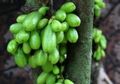 Seri TOGA: Belimbing Wuluh