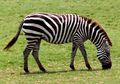 Mirip Kuda dan Keledai, Mengapa Zebra Tidak Bisa Didomestikasi?