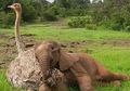 Kisah Nyata Persahabatan Unik Gajah dan Burung Unta