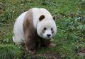 Inilah Kisah Satu-satunya Panda Cokelat di Dunia yang Berhasil Hidup setelah Ditelantarkan Ibunya