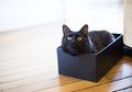 Anda Mengaku Cat Lover, Setidaknya Ada 14 Alasan Kenapa Harus Memelihara Kucing Hitam Segera