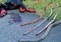 Anjing Heroik Ini Meninggal Setelah Melindungi Keluarga dari Serangan Empat Ular Kobra Mematikan