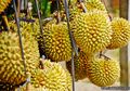 Siapa Bilang di Thailand, Surga Durian Itu Bernama Indonesia