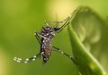 Ratusan Tahun Berperang, Manusia Tetap Gagal Menaklukan Nyamuk Aedes
