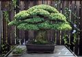 Inilah Kisah Bonsai Berusia Lebih dari 390 Tahun, Berhasil Bertahan Hidup meski Terpapar Bom Nuklir Hiroshima