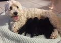 Pemilik Kaget saat Dua Anjingnya yang Putih Melahirkan Anjing Hitam, Netizen Menuntut Tes DNA!