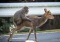 Wow, Kera Ini Menyetubuhi Rusa