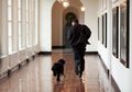 Sejak 130 Tahun yang Lalu, Hampir Semua Presiden AS Memelihara Anjing ... kecuali Donald Trump