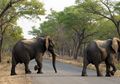 Duh, 40 Gajah di Zimbabwe Dibunuh Menggunakan Racun Sianida