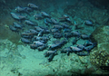 Yuk Belajar Bijaksana dari Ikan Kecil yang Sukses Menyelamatkan Diri dari Jaring Nelayan