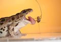 Lidah Katak yang 10 Kali Lebih Lembut dari Lidah Manusia Menyimpan Rahasia, Terutama Air Ludahnya