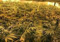 Duh! Ada Ladang Ganja Senilai Rp16 Triliun dalam Sebuah Bunker Bawah Tanah