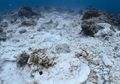Butuh 20 Tahun untuk Pulihkan Terumbu Karang yang Rusak di Raja Ampat Akibat Kapal Pesiar Inggris