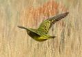 Burung Beo Langka di Australia Akhirnya Tampak Lagi Setelah Hilang Selama 100 Tahun