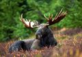 Penelitian Membuktikan, Rusa Moose Siberia Ternyata Mewarisi DNA Elk Purba