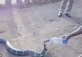 Seekor King Kobra Masuk Desa di India, Bukan untuk Menyerang Warga Melainkan Minta Minum