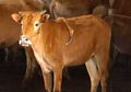 Sapi Mutan, Lahir dengan Kaki Kelima yang Tumbuh di Punggungnya