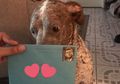 Sudah ‘Pisah Ranjang’, Pria Ini Rutin Kirimkan Kado Ulang Tahun untuk Anjing yang Dirawat Sang Istri