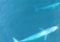 Menakjubkan, Drone Ini Berhasil Rekam Aktivitas Paus Biru Langka saat Menerjang Sekelompok Udang