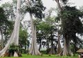 Ternyata Ada Pohon Purba di Lombok Timur, Usianya Sudah 3,5 Abad