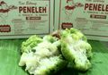 Di Peneleh Ini, Tak Hanya Bikangnya yang Gurih, Tokonya Pun ‘Terasa’ Gurih