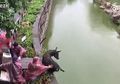 Ekstrem! Cara Petugas Kebun Binatang di China Memberi Makan Harimau Ini Benar-benar Sadis