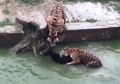 Sungguh Tega, Seekor Keledai Hidup Dilempar ke Dalam Kandang Harimau dan Jadi Mangsa Tiga Ekor Harimau