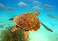 Ironis! Penyu Hijau di Great Barrier Reef Terkontaminasi Bahan Kimia Berbahaya Hasil Polutan Manusia