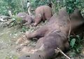 Nahas, Sekeluarga Gajah Ini Tewas Kesetrum Listrik yang Dipasang Rendah Mengelilingi Perkebunan Kopi