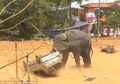 (Video) Kepanasan dan Terganggu Suara Berisik, Gajah Ini Mengamuk Hingga Membalikkan Sebuah Mobil