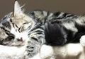 Turunkan Risiko Serangan Jantung, Salah Satu Manfaat Memelihara Kucing