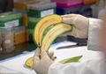 Demi Selamatkan Ribuan Nyawa, Para Peneliti di Negeri Ini Kembangkan Pisang Emas Pertama di Dunia