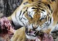 Hanya Demi Uang, Anak-anak Ini Korbankan Orangtuanya untuk Dimakan Harimau