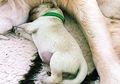 Aneh Sekali, Anak Anjing Ini Terlahir Dengan Bulu Berwarna Hijau. Ini Alasannya!