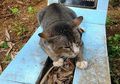 Menjelang Mati Kucing Selalu Menyembunyikan Diri, Ini Alasannya