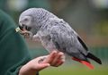 Bisa Jadi Saksi Kasus Pembunuhan, Mengapa Burung Beo Sangat Pandai Dalam Meniru Suara Manusia?