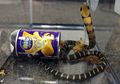 Ngeri! Tiga Ekor Ular Kobra dengan Bisa yang Sangat Mematikan Ditemukan di Dalam Kaleng Kentang