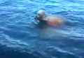 Betapa Baik Hatinya Anjing Ini, Rela Berenang ke Tengah Laut Demi Selamatkan Anak Rusa yang Nyaris Tenggelam