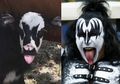 Kocak! Bayi Sapi Ini Tiba-tiba Terkenal Gara-gara Wajahnya Dianggap Mirip dengan Vokalis Grup Band Kiss