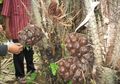 Ke Sleman, Tak Lengkap Bila Belum Memetik Langsung Salak Pondoh yang Kabarnya Disukai Selandia Baru
