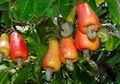 Mete Antisariawan, Wortel Antikanker, Pisang Bikin Tenang Asam Lambung; Masih Meragukan Khasiat Sayur dan Buah-buahan?