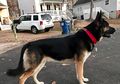 Jejak-jejak Mendebarkan Perkelahian Anjing Gembala Melawan Maling